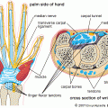 Carpal-Tunnel-Anatomy-muscle-finger-flexor-cross-sections-labeled-chart-diagram-hand-human